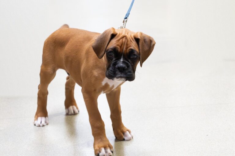 Benson, the Rochester Police Department's boxer puppy officer support dog